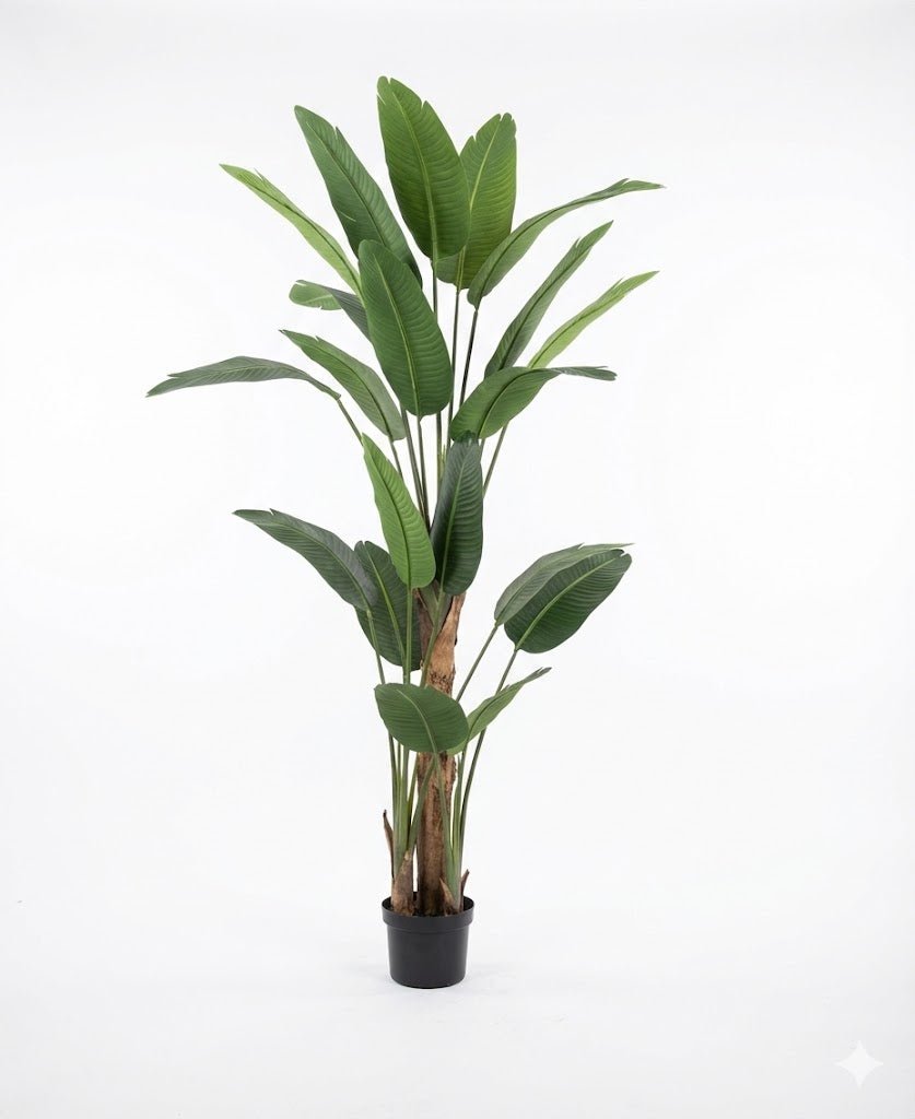 Travelers palm tree - Ideal Furniture ES